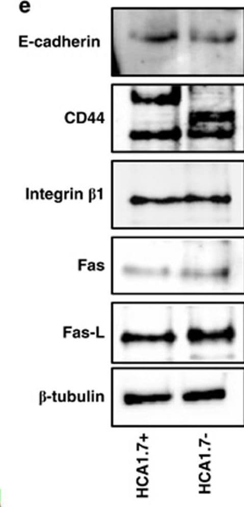 Detection of Human Fas Ligand/TNFSF6 by Western Blot