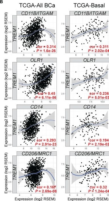 Detection of TREM-1 by Flow Cytometry