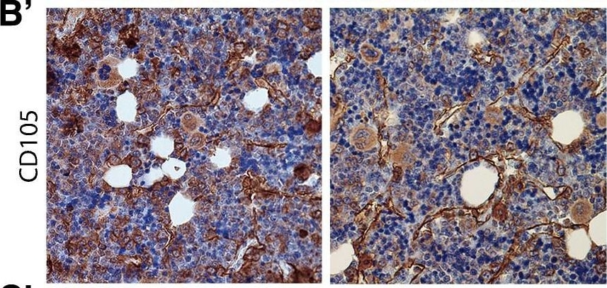 Detection of Porcine Endoglin/CD105 by Immunohistochemistry