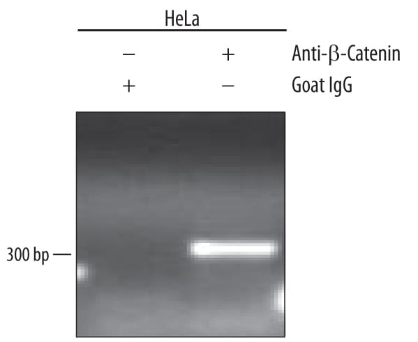 Detection of  beta -Catenin-regul-ated Genes antibody by Chromatin Immunoprecipitation.