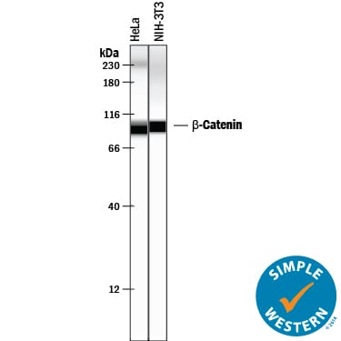 Detection of Human and Mouse  beta ‑Catenin antibody by Simple WesternTM.