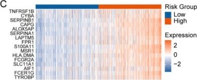 Detection of Fc gamma RII/CD32 by Immunohistochemistry