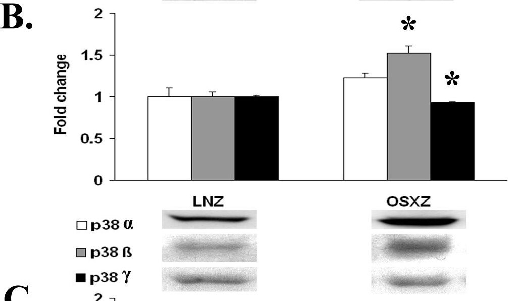 Detection of Porcine p38 gamma/SAPK3 by Western Blot
