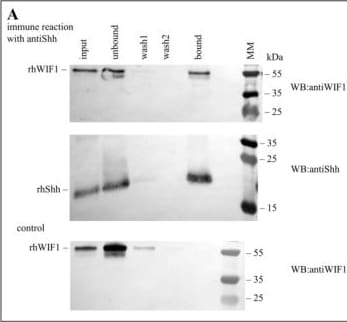 Detection of WIF-1 by Western Blot