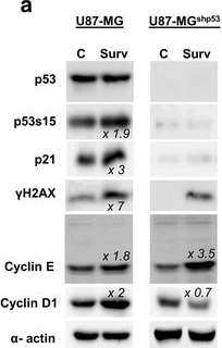 Detection of Human p53 by Knockdown Validated