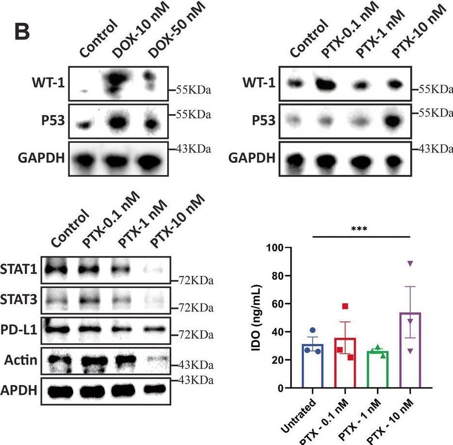 Detection of p53 by Western Blot