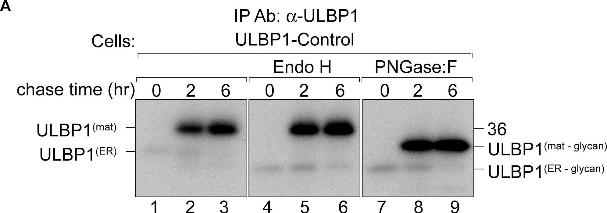 Detection of ULBP-1 by Western Blot