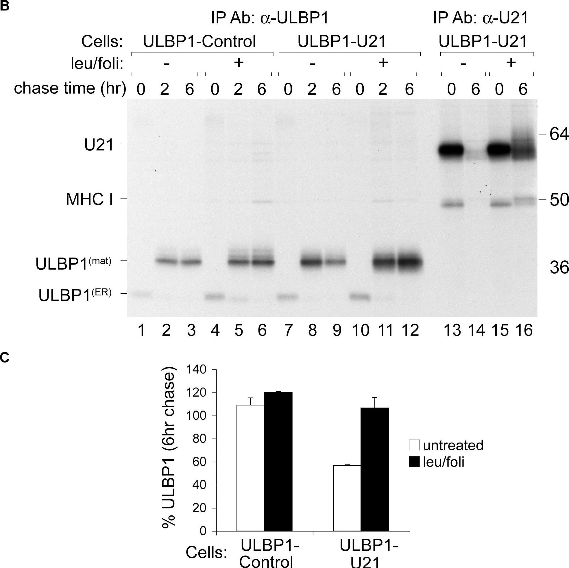 Detection of ULBP-1 by Western Blot
