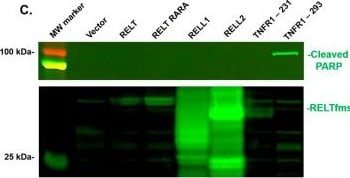Detection of RELT/TNFRSF19L by Western Blot