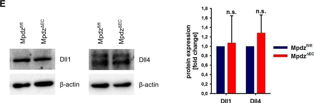 Detection of Mouse DLL4 by Western Blot