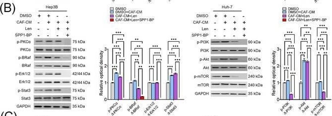 Detection of Osteopontin/OPN by Western Blot