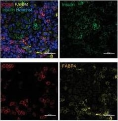 Detection of Mouse FABP4/A-FABP by Immunohistochemistry-Frozen