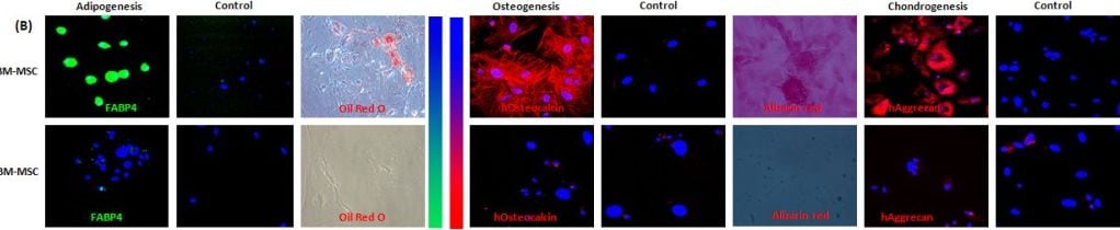 Detection of Porcine FABP4/A-FABP by Immunocytochemistry/ Immunofluorescence
