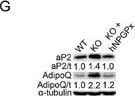 Detection of Mouse FABP4/A-FABP by Western Blot