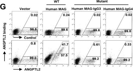 Detection of Angiopoietin-like 2 by Flow Cytometry