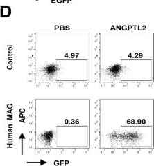 Detection of Angiopoietin-like 2 by Flow Cytometry