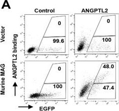 Detection of Angiopoietin-like 2 by Flow Cytometry