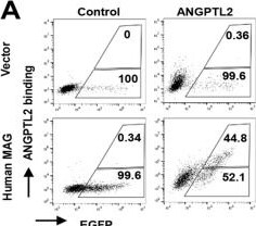 Detection of Angiopoietin-like 2 by Flow Cytometry