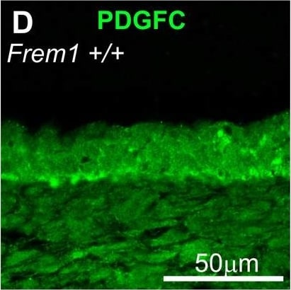 Detection of Mouse PDGF-C by Immunocytochemistry/ Immunofluorescence