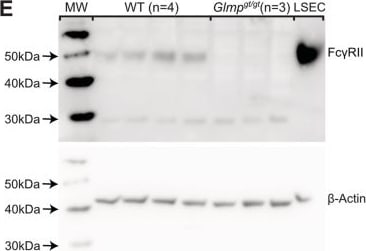 Detection of Mouse Fc gamma RII/RIII (CD32/CD16) by Western Blot