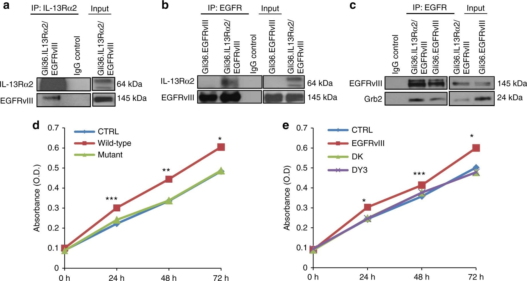 Detection of Human IL-13R alpha 2 by Western Blot