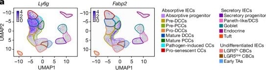 Detection of FABP2/I-FABP by Flow Cytometry