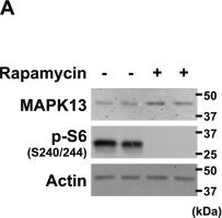Detection of p38 delta by Western Blot