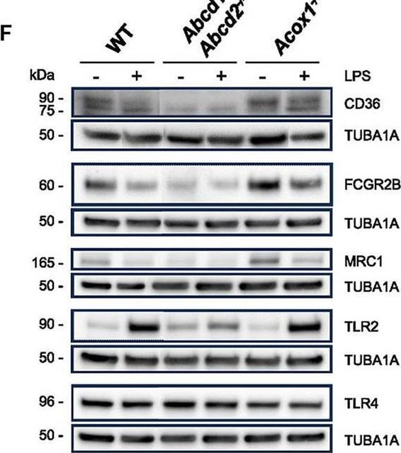 Detection of Mouse TLR2 by Western Blot