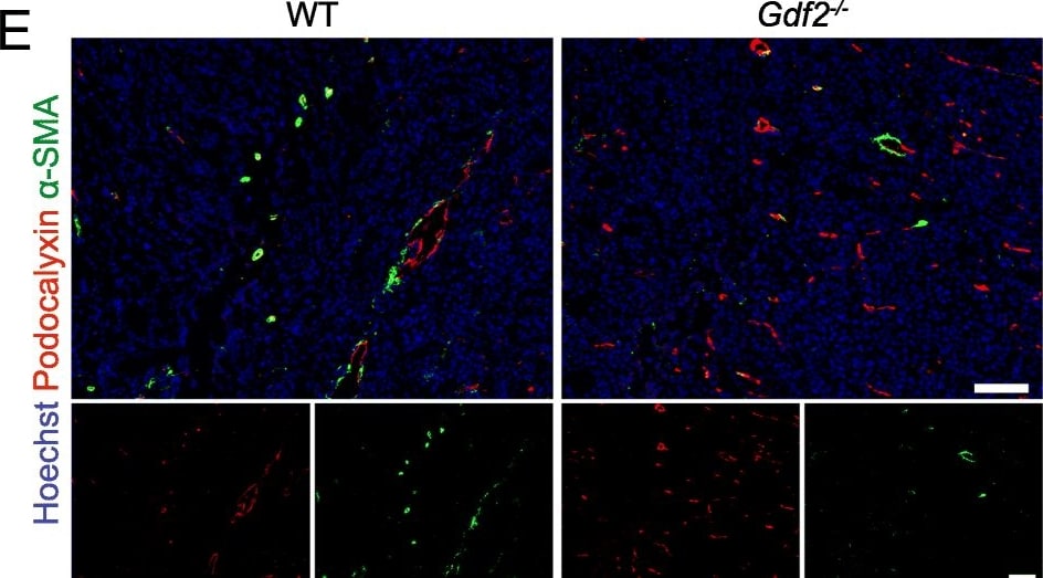 Detection of Mouse Podocalyxin Like by Immunocytochemistry/Immunofluorescence