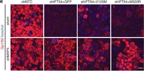 Detection of Mouse Podocalyxin Like by Immunocytochemistry/Immunofluorescence