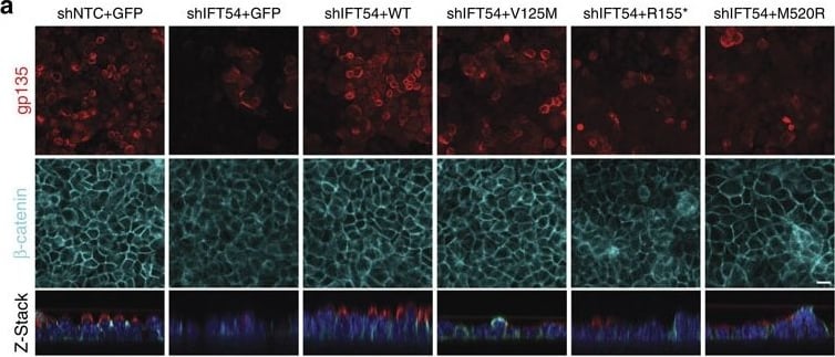Detection of Mouse Podocalyxin Like by Immunocytochemistry/Immunofluorescence