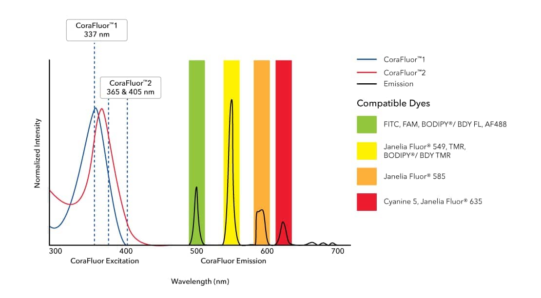 PDGF-C Antibody [CoraFluor™ 1]
