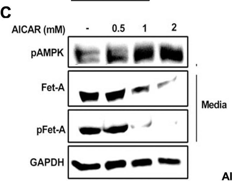 Detection of Fetuin A/AHSG by Western Blot