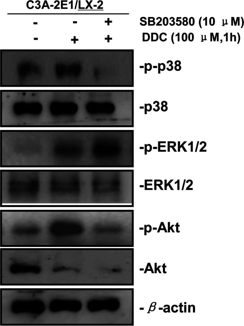Detection of Human ERK1/ERK2 by Western Blot