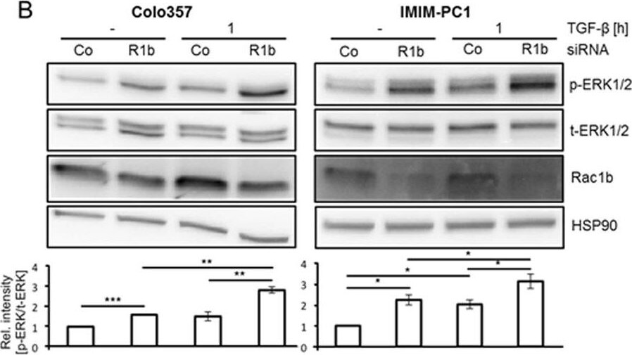 Human/Mouse/Rat ERK1/ERK2 Antibody AF1576: R&D Systems