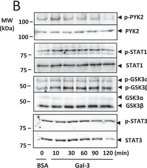 Detection of Phospho-GSK-3 alpha/ beta  (S21/S9) by Western Blot