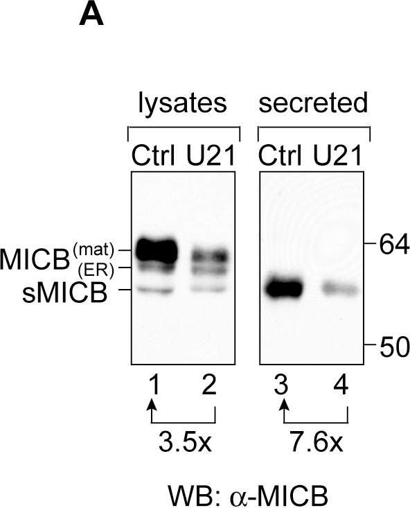 Detection of Human MICB by Western Blot
