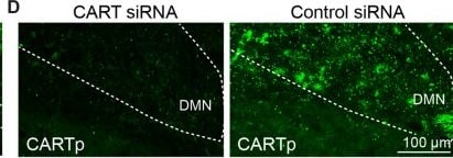 Detection of CART (aa 28-116) by Immunohistochemistry
