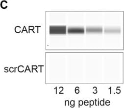 Detection of CART (aa 28-116) by Western Blot