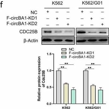 Detection of CDC25B by Western Blot