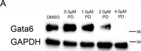Detection of Mouse GATA-6 by Western Blot