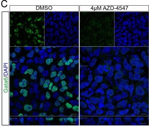 Detection of Mouse GATA-6 by Immunocytochemistry/Immunofluorescence