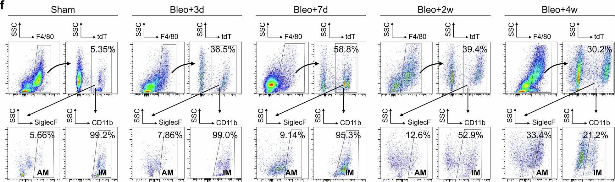 Detection of Siglec-F by Flow Cytometry