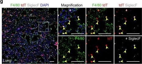 Detection of Siglec-F by Immunohistochemistry