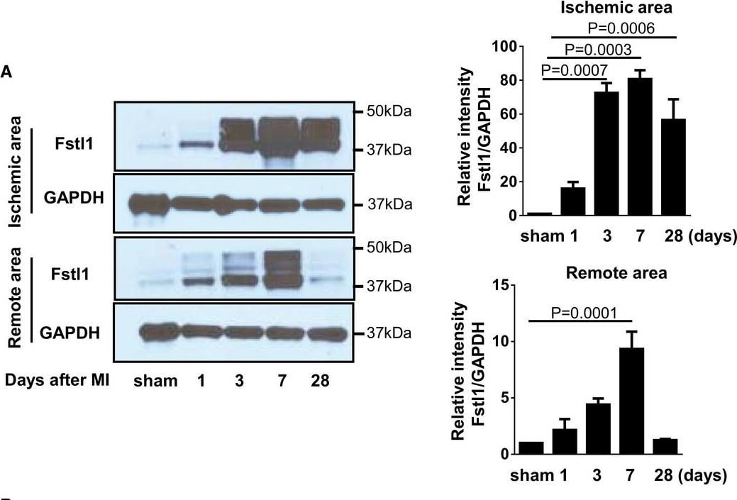 Detection of Mouse Follistatin-like 1/FSTL1 by Western Blot
