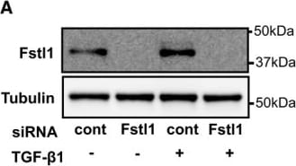 Detection of Mouse Follistatin-like 1/FSTL1 by Knockdown Validated