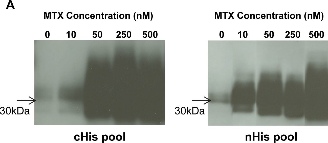 Detection of Mouse Dectin-1/CLEC7A by Western Blot
