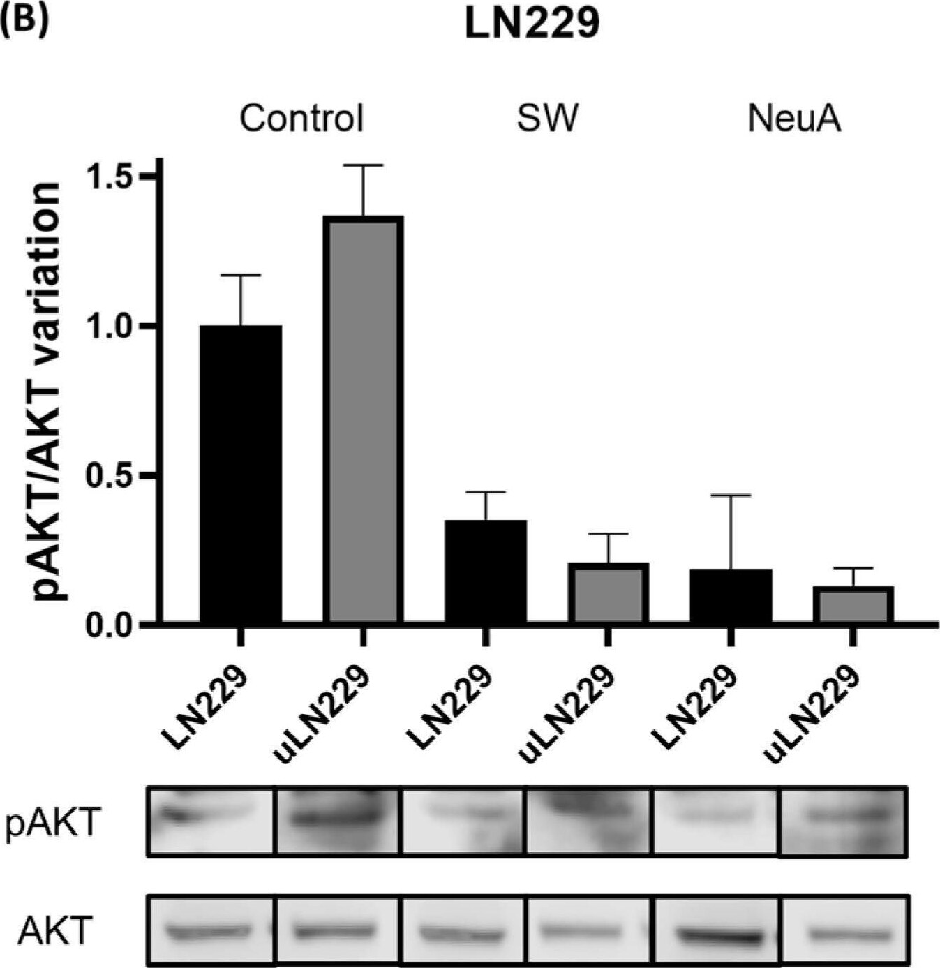 Detection of Akt1 by Western Blot
