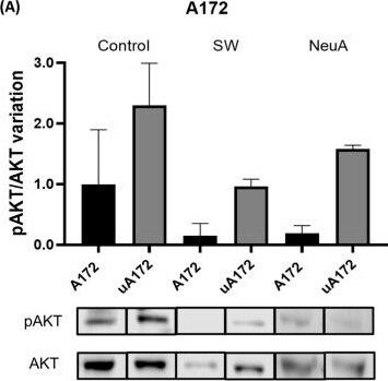 Detection of Akt1 by Western Blot