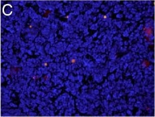 Detection of Mouse LIGHT/TNFSF14 by Immunocytochemistry/Immunofluorescence